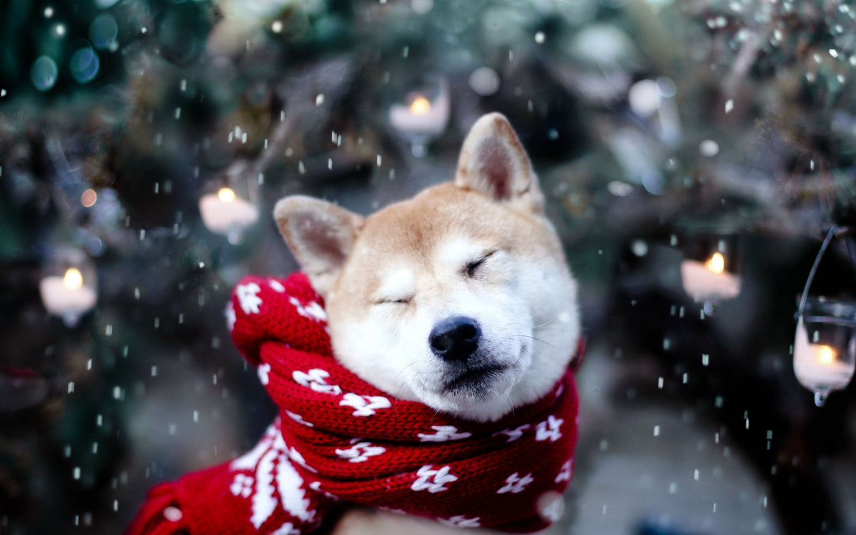 Velosso Winter Wolf Cushion