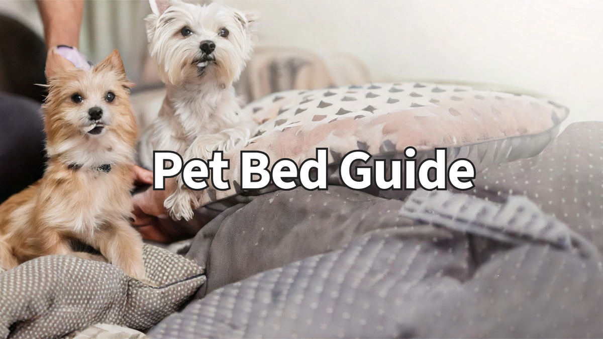 Everything You Need to Know About Choosing the Perfect Pet Bed